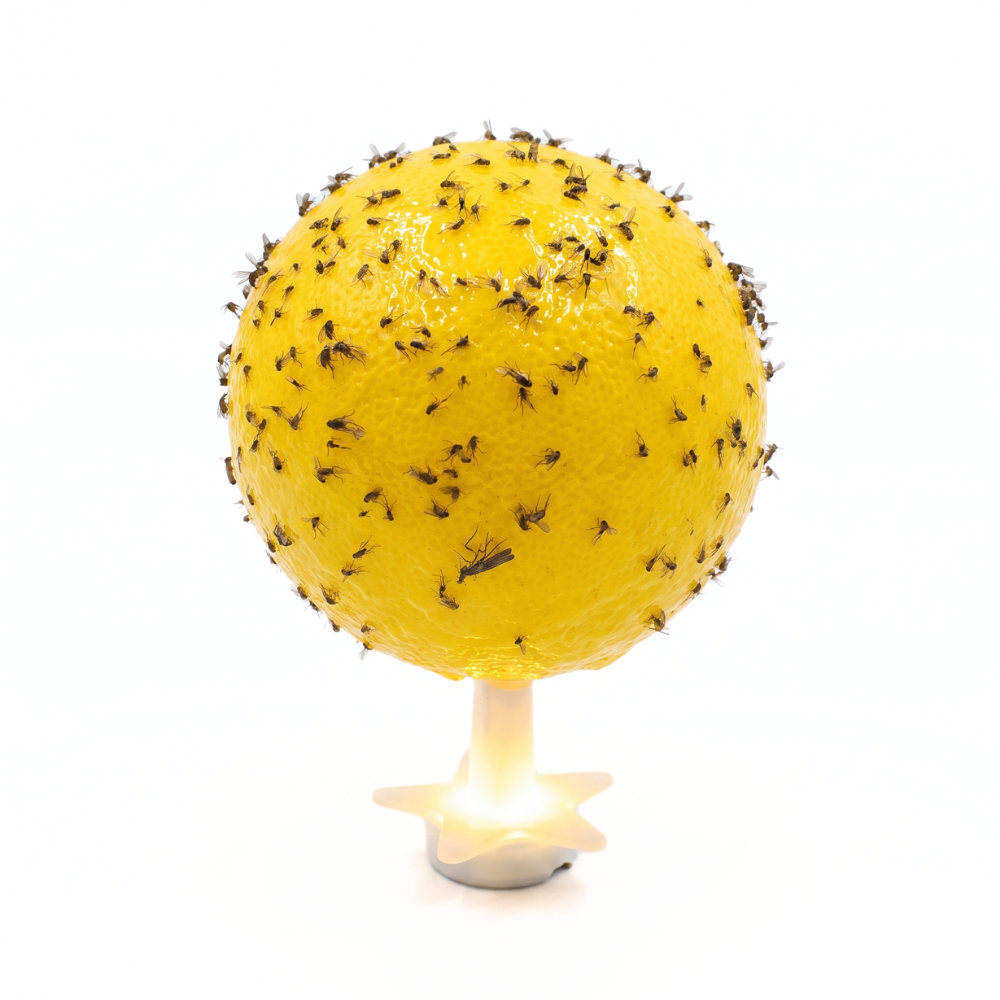 GlowTrap – Lijmval voor Fruitvliegjes