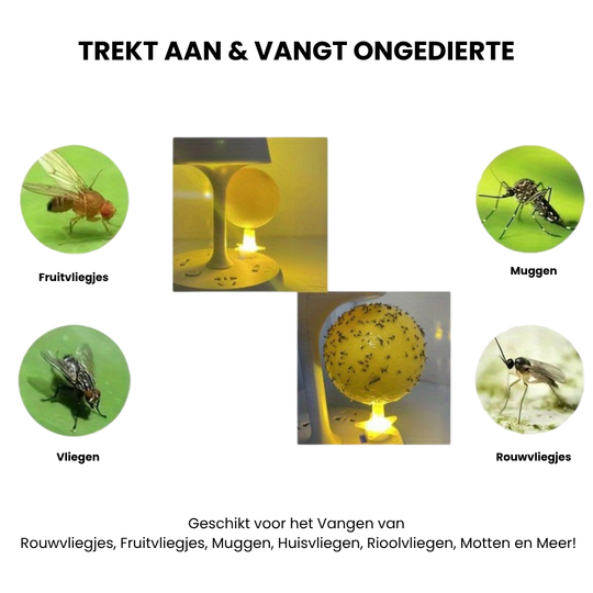 GlowTrap – Lijmval voor Fruitvliegjes